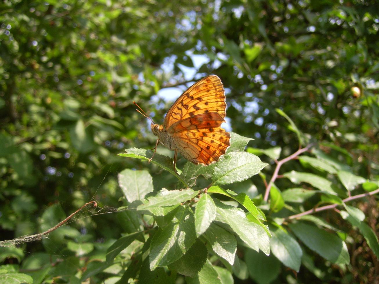 Farfalle (alcune da ID)